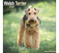 Welsh Terrier Calendar 2026 Square Dog Breed Wall Calendar - 16 Month
