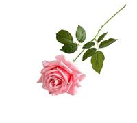 WENH 5 uds. De Rosas Artificiales hidratantes de Tacto Real, Ramo de Novia DIY, Flores Rosas realistas, decoración de Boda, Fiesta en casa Floral(Dark Pink)