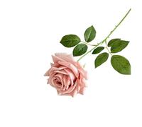 WENH 5 uds. De Rosas Artificiales hidratantes de Tacto Real, Ramo de Novia DIY, Flores Rosas realistas, decoración de Boda, Fiesta en casa Floral(Autumn Pink)