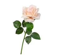 WENH 5 uds. De Rosas Artificiales hidratantes, Rosas de Tacto Real, decoración de Lujo for el hogar, Ramo de San Valentín, Decoraciones Florales for Boda(Champagne Pink)