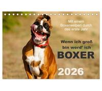 Wenn ich groß bin werd' ich Boxer (Tischkalender 2026 DIN A5 quer), CALVENDO Monatskalender: Mit einem Boxerwelpen durch das erste Jahr - Monatskalender 2015