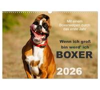Wenn ich groß bin werd' ich Boxer (Wandkalender 2026 DIN A3 quer), CALVENDO Monatskalender: Mit einem Boxerwelpen durch das erste Jahr - Monatskalender 2015