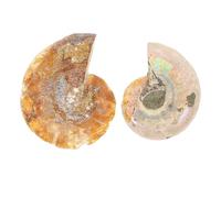 WESIEVYA de Especímenes Fósiles de Amonita Muestras de Fósiles Reales 2 Piezas para Enseñanza y Ornamentos Científicos para Laboratorio y Prácticas Docentes