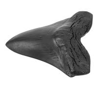 WESIEVYA Réplicas Realistas de Diente de Megalodón Modelo de Simulada Decoración Educativa y Coleccionable para Amantes Paleontología