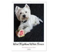 West Highland White Terrier - Herzensbrecher auf vier Pfoten (Wandkalender 2026 DIN A4 hoch), CALVENDO Monatskalender: Der Westie - kleiner Hund mit großem Herz