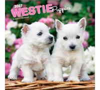 West Highland White Terrier Puppies - Westie Puppies - West Highland White Terrier Welpen - Westie Welpen 2027 - 16-Monatskalender: Original ... | BrownTrout | Animals Dog Breeds Puppy)