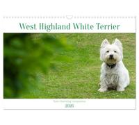 West Highland White Terrier - Your charming companion (Wall Calendar 2026 DIN A3 landscape), CALVENDO 12 Month Wall Calendar: Beautiful shots of the ... the year with this monthly calendar.