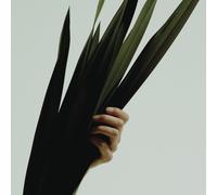 Wet Weak (Vinyl) (Importación USA)