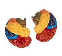 WGFOIP Modelo de Cerebro Humano, 2 uds., Modelo Anatómico Educativo Desmontado de Colores para Enseñanza Médica, PVC