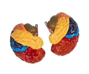 WGFOIP Modelo de Cerebro Humano, 2 uds., Modelo Anatómico Educativo Desmontado de Colores para Enseñanza Médica, PVC
