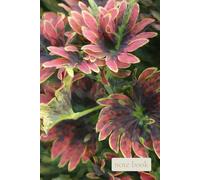 Where Quiet Beauty Grows,A Nature-Inspired Botanical Notebook with Soft Tropical Tones for Calm Writing, Creativity, and Everyday Reflection