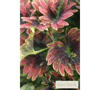 Where Quiet Beauty Grows,A Nature-Inspired Botanical Notebook with Soft Tropical Tones for Calm Writing, Creativity, and Everyday Reflection