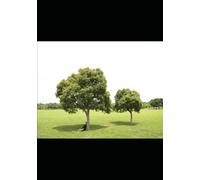 Where There Are Beech Trees