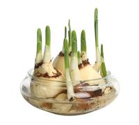 Whilmsiy Orbiatils Maceta de loto, cuenco redondo de flores de loto de 6 pulgadas, cuenco de lirio de agua transparente, cuenco de vidrio decorativo para flores, suculentas, plantas hidropónicas