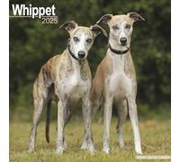 Whippet 2025 Square Wall Calendar | Dog Breed Calendar