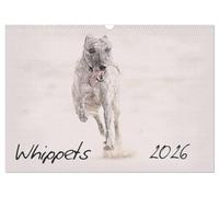 Whippets 2026 (Wall Calendar 2026 DIN A3 landscape), CALVENDO 12 Month Wall Calendar: This high-class wall-calendar presents impressive images of the Whippets in all its beauty.