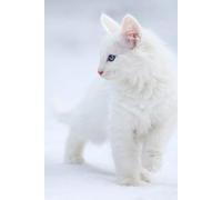 Whiskers & Wonders: Aesthetic White Cat Notebook for Dreamers, Planners & Cat Lovers - 200 Pages of Pure Purrfection: 200 Lined Pages for Notes, Ideas, School, Work & Gifting