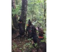 Whispers of the Wildwoods: The Adventures of The Bear Hounds (The Wildwood Pack)