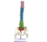 Whisverse Columna flexible de color, anatómico, tamaño real, de columna vertebral pelvis fémur 45 cm soporte