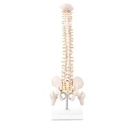 Whisverse de anatomía de columna vertebral en miniatura, de columna vertebral mini de 15.5 pulgadas nervios espinales, pelvis, fémur, montado en base