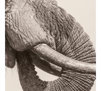 White Elephant World Elephant Day (Vinyl) 12" Album (Importación USA)