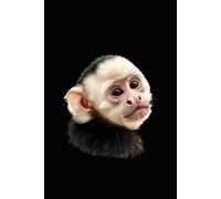 WHITE FACED CAPUCHIN: ANIMALS OF THE WORLD, Positive affirmations, Motivational and inspirational notebook, Animal notebook, Birthday gifts, Notebook gifts, Anniversary gifts, For all...