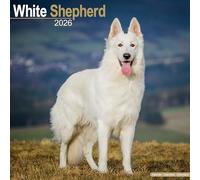 White Shepherd Calendar 2026 Square Dog Breed Wall Calendar - 16 Month