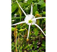 White Spider Lily Gratitude Journal: (6 x 9) hardcover spiral notebook 100 pages lined with photo of native flowers of Charleston SC