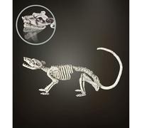 WIDMANN ? Ratto Esqueleto plastilina Unisex-Adult, blanco, 38 cm, vd-wdm07090