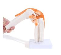 Widybord Modelo anatómico de articulación de rodilla con ligamentos, tamaño humano 1:1, para estudio de aula de ciencias, enseñanza B