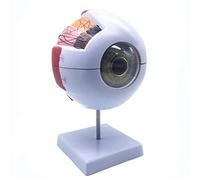 Widybord Modelo anatómico de ojo humano agrandado 6X, modelo anatómicamente preciso de ojo humano para estudio de aula de ciencias