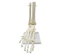 Widybord Modelo de anatomía de pie de esqueleto humano 1:1 con modelo anatómico de anatomía de recursos didácticos