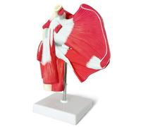 Widybord Modelo de articulación de hombro musculado: muestra la musculatura completa del hombro desde el manguito rotador hasta los músculos subescapulares