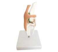 Widybord Modelo de esqueleto con función de articulación de rodilla y ligamento del perro, para entender la anatomía.