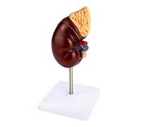 Widybord Modelo de riñón de PVC, modelo de riñón, 2 piezas que muestran la estructura interna, réplica de anatomía de riñón para médicos, herramienta educativa
