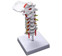 Widybord Vértebra cervical, arteria, columna vertebral, nervios espinales, modelo anatómico, anatomía para ciencias, aula, estudio, exhibición, modelo de enseñanza