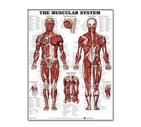 Wilafury Gráfico mural del sistema muscular, póster anatómico de 50 x 70 cm