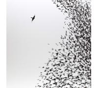 Wilco Sky Blue Sky (Vinyl) 12" Album with CD (Importación USA)