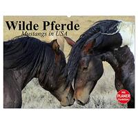 Wilde Pferde. Mustangs in USA (Wandkalender 2026 DIN A2 quer), CALVENDO Monatskalender: Die Mustangs der USA in Wyoming und Utah