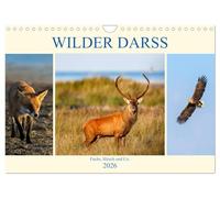 Wilder Darß - Fuchs, Hirsch und Co. 2026 (Wandkalender 2026 DIN A4 quer), CALVENDO Monatskalender: Faszinierende Bilder der wilden Tiere vom Darß