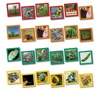 Wildgoose Education sc1107 tarjeta de ciclo de vida de las plantas, la secuencia, 13,5 cm x 13,5 cm (Pack de 20)
