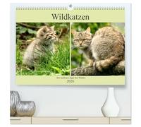 Wildkatzen - Die lautlosen Jäger des Waldes (hochwertiger Premium Wandkalender 2026 DIN A2 quer), Kunstdruck in Hochglanz: In unseren Wäldern ist die Wildkatze wieder zuhause