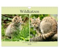 Wildkatzen - Die lautlosen Jäger des Waldes (Wandkalender 2026 DIN A4 quer), CALVENDO Monatskalender: In unseren Wäldern ist die Wildkatze wieder zuhause