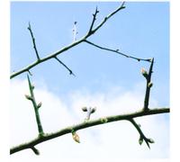 Wildlife - Mumbo Jumbo