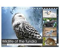 Wildlife of the Tundra (Desk Calendar 2026 DIN A5 landscape), CALVENDO 12 Month DeskCalendar: Impressive animals in the treeless steppes of the northern hemisphere.