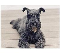 Wingkin Kit de punto de cruz bordado schnauzer negro DIY cross stitch estampado costura patrón de bordado Imágenes regalo 11CT Lienzo preimpreso(40 * 50cm)