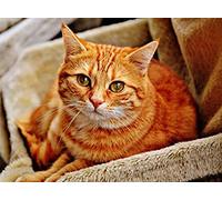 Wingkin Kits estampados de punto de cruz Gato naranja 11ct Lona Preimpresa patrón de costura cruzada para costura kits de inicio de bordado para principiantes(40×50cm)