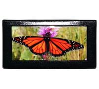 WINGS Craft & Fundraising Supply Funda para chequera con registro de transacciones bancarias de 50 páginas y soporte para tarjetas de crédito fotográficas, multicolor, Estándar, Monarch Photo