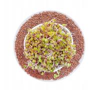 Winoszarnia Semillas de rábano rosa China 250 g - Semillas de germinación premium | sabor picante y picante | Ideal para brotes, microverdes y ensaladas, alta capacidad de germinación | paquete