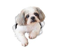 Winston & Bear Curious Shih Tzu Dog Adhesivos de pared - Paquete de 2 pegatinas para inodoro Shih Tzu - Adhesivo para ventana de coche y parachoques 3D - Paquete al por menor Shih Tzu Lover Gifts